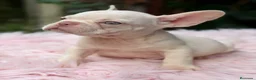Bulldog Francés perros en venta: Bulldog francés ojos azules  - Anuncio 2