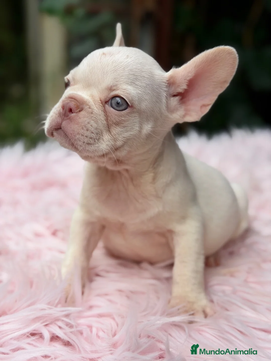 Bulldog Francés perros en venta: Bulldog francés ojos azules  - Anuncio 2