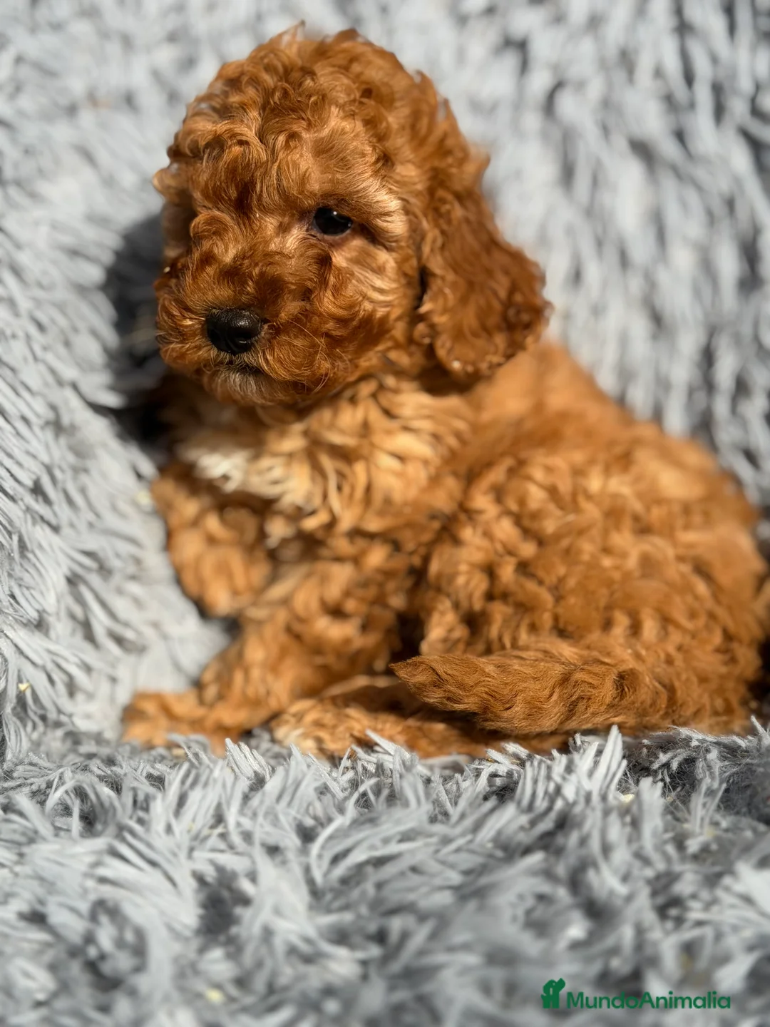 Maltipoo perros en venta: Maltipoo macho F2  - Anuncio 7