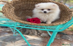 Pomerania perros en venta: Pomerania hembra disponible !!!! - Imagen 9