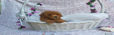 Caniche Toy Cachorro 11