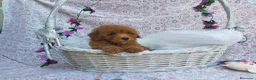 Caniche Toy perros en venta: PRECIOSOS CANICHE  ROJO LINEA TOY - Anuncio 10