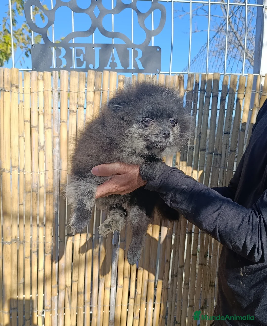 Pomerania perros en venta: Pomerania merle MACHO - Anuncio 3