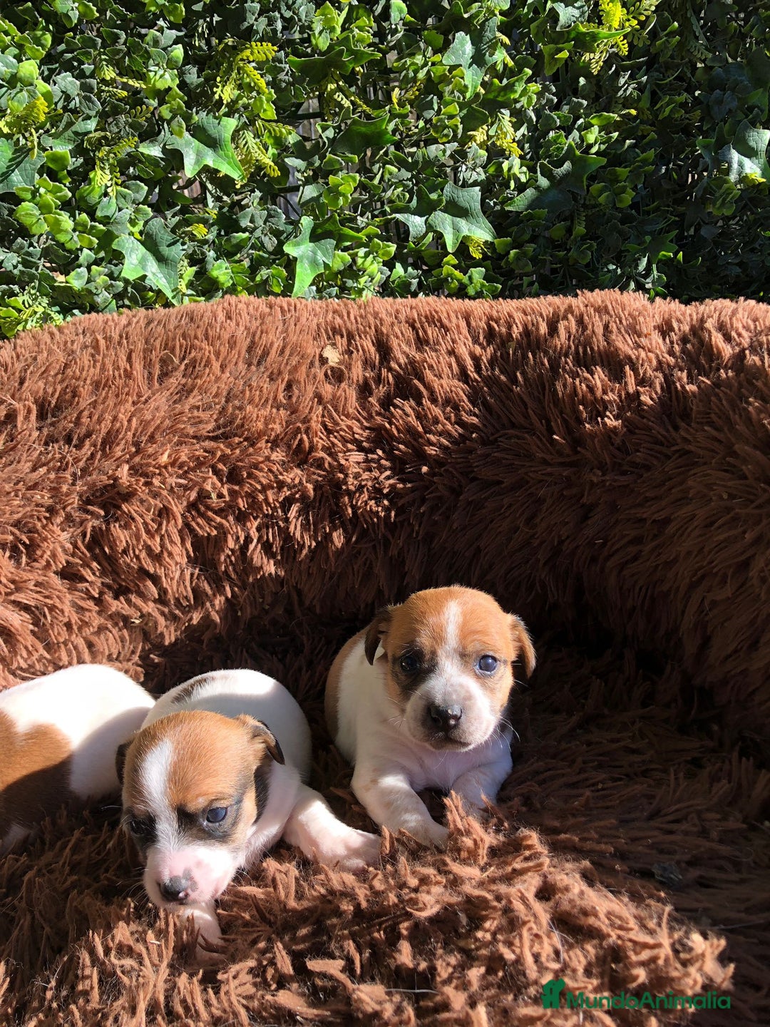 Jack Russell Terrier perros en venta: Tiernas Jack Russell Terrier🤍🤎 - Anuncio 2