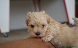 Maltipoo perros en venta: 🐾 Manolo, Jacinto y Paco – Hermanitos Maltipoo 🐾 - Imagen 6