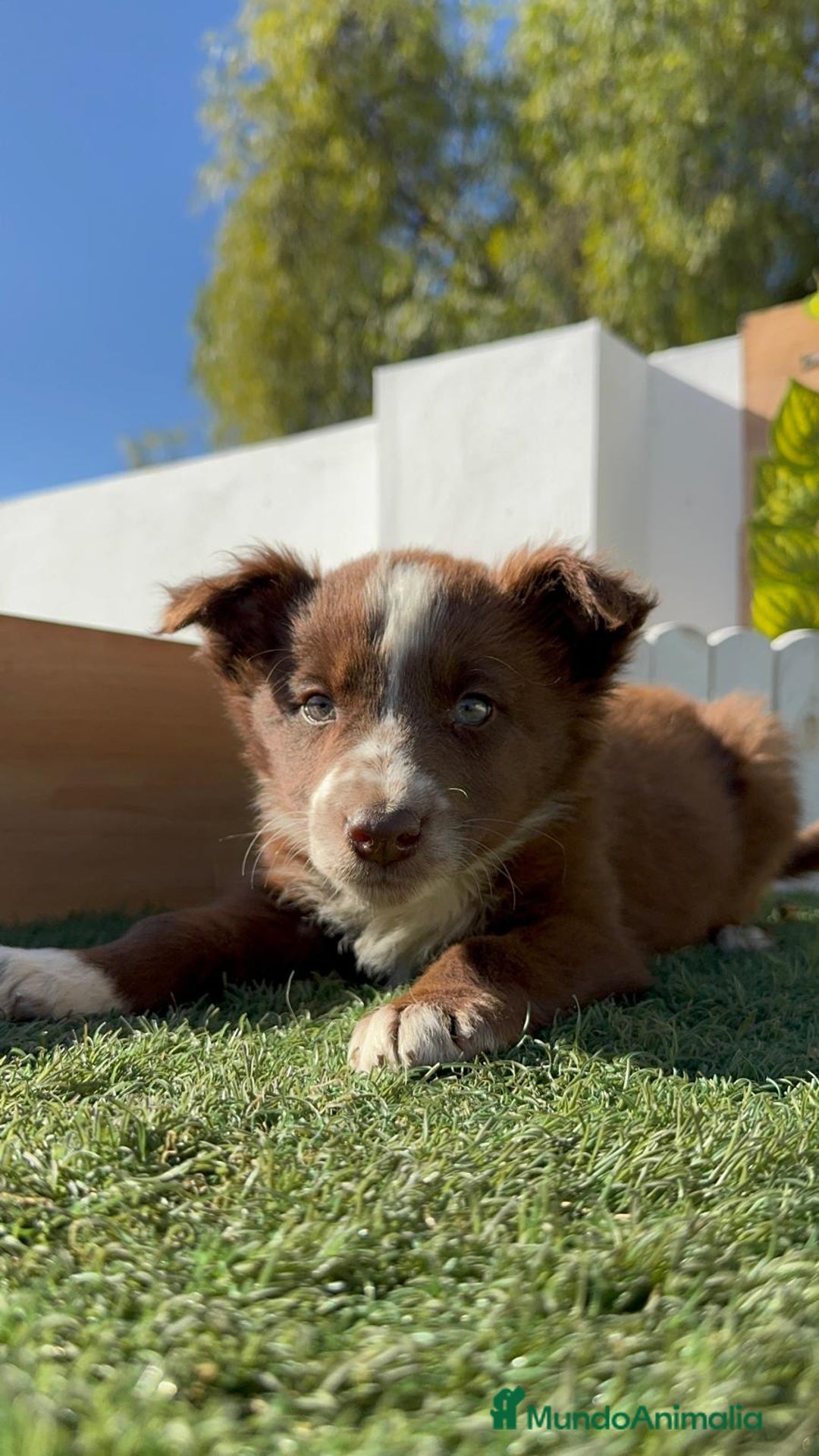 Border Collie perros en venta: BORDER COLLIE MACHO - Anuncio 13