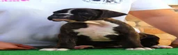 Boxer perros en venta: Cachorros boxer de alta selección  - Anuncio 9