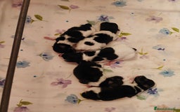 Pomerania perros en venta: Se venden dos femias Lulu de pomerania  - Imagen 2