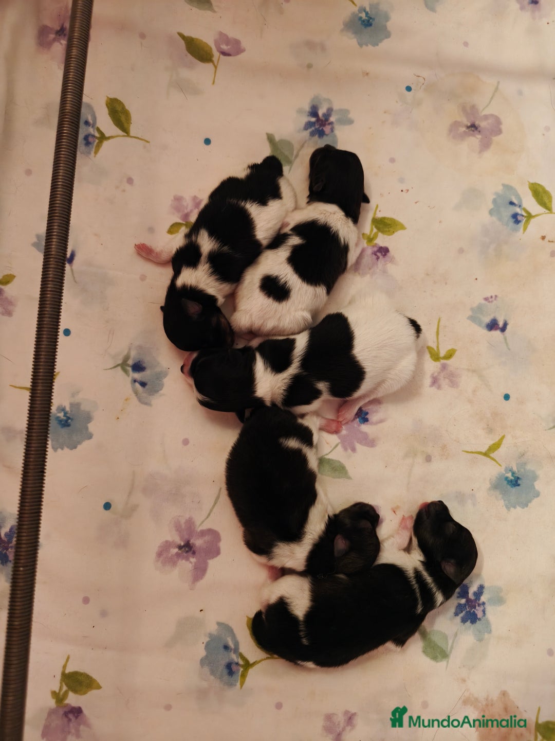 Pomerania perros en venta: Se venden dos femias Lulu de pomerania  - Imagen 2