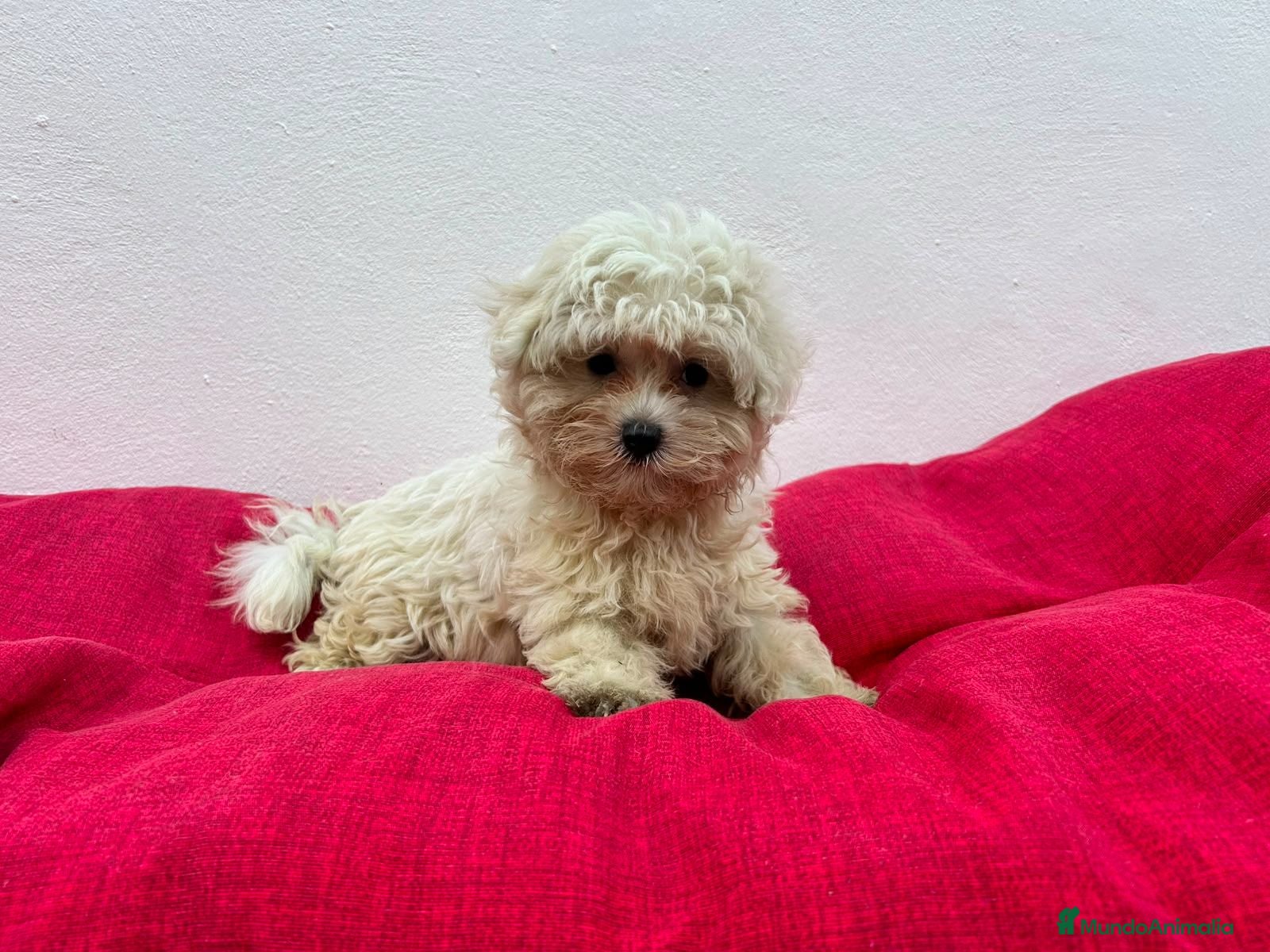 Bichón Maltés perros Bichon maltes - Anuncio 1