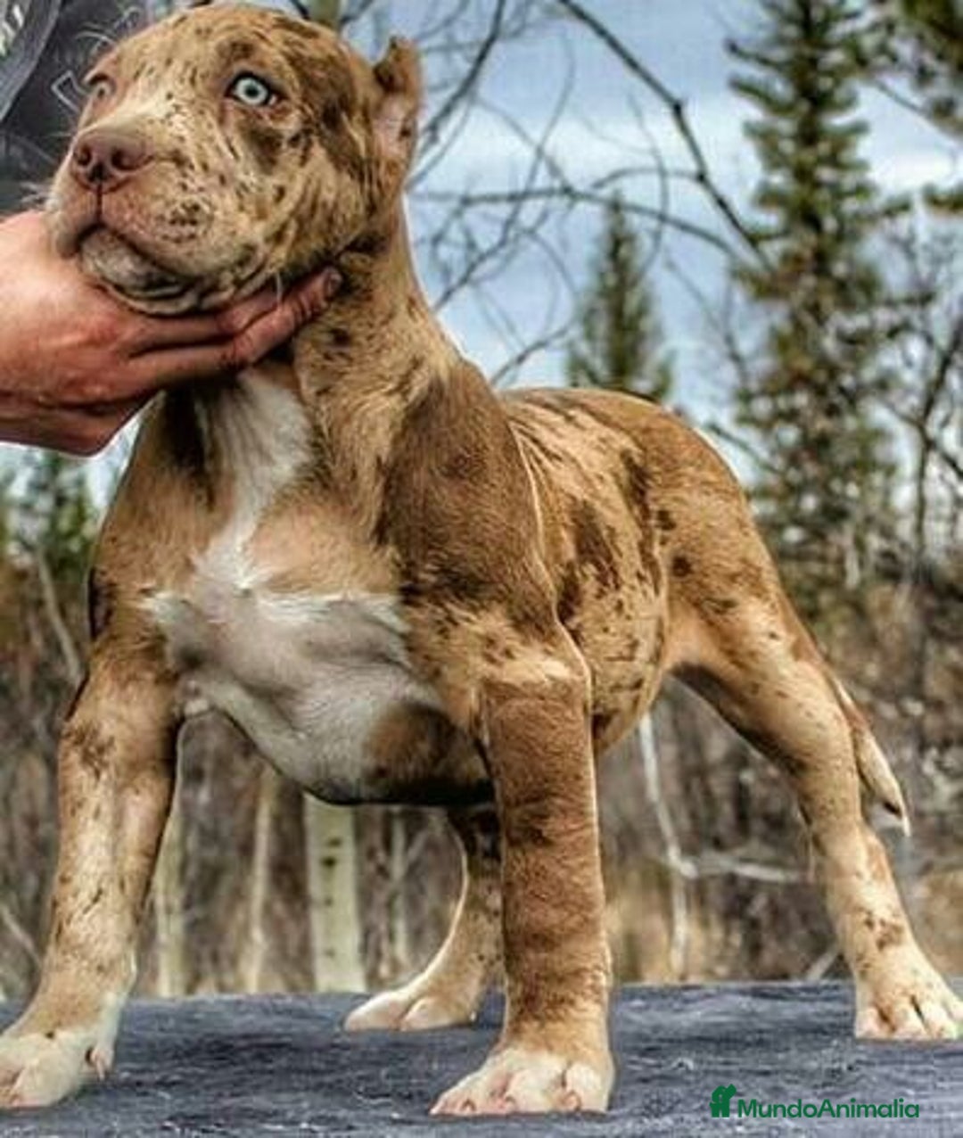 American Pit Bull Terrier perros en venta: AMERICAN PITBULL CRIADERO PROFESIONAL  - Anuncio 5