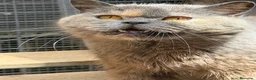 Británico de Pelo Corto gatos en venta: British hembra  - Anuncio 4