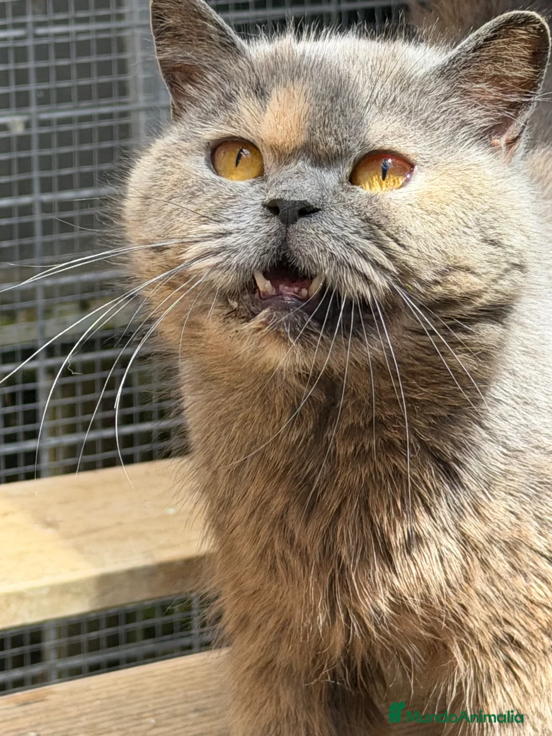 Británico de Pelo Corto gatos en venta: British hembra  - Anuncio 4