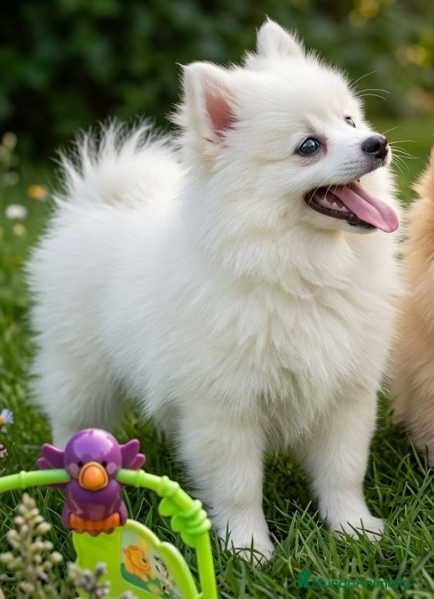Raza Mixta perros Borderpom o mini bordercollie  - Anuncio 1