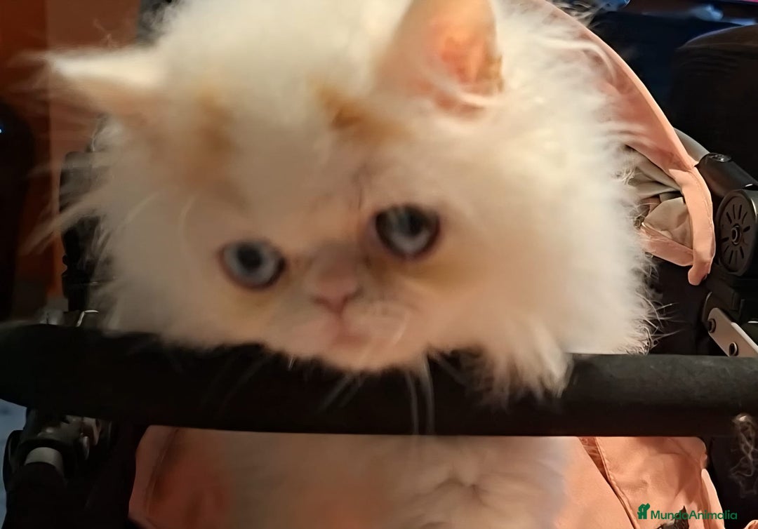 Persa gatos en venta: Precioso Gato Persa  - Anuncio 5