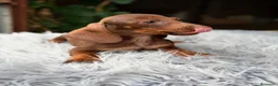 Teckel Miniatura perros en venta: Teckel mini chocolate  - Anuncio 4