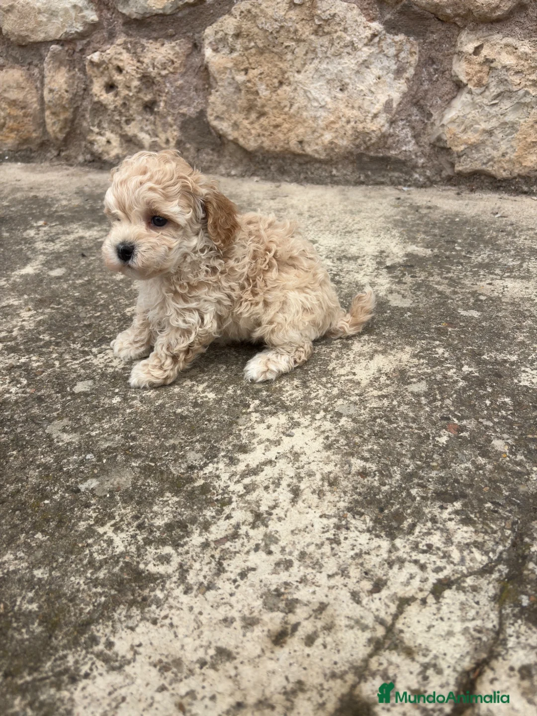 Maltipoo perros en venta: Maltipoo - Anuncio 2