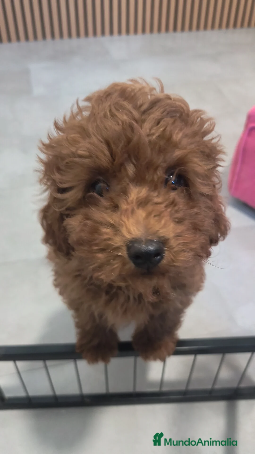 Caniche Toy perros en venta: Caniche Toy macho rojo pimentón  - Anuncio 2