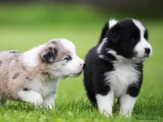 Border Collie perros BORDER COLLIE AL MEJOR PRECIO , LLÁMENOS !! - Anuncio 1