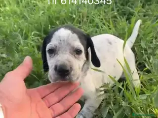 Pointer perros Impresionantes cachorros de pointer - Anuncio 3