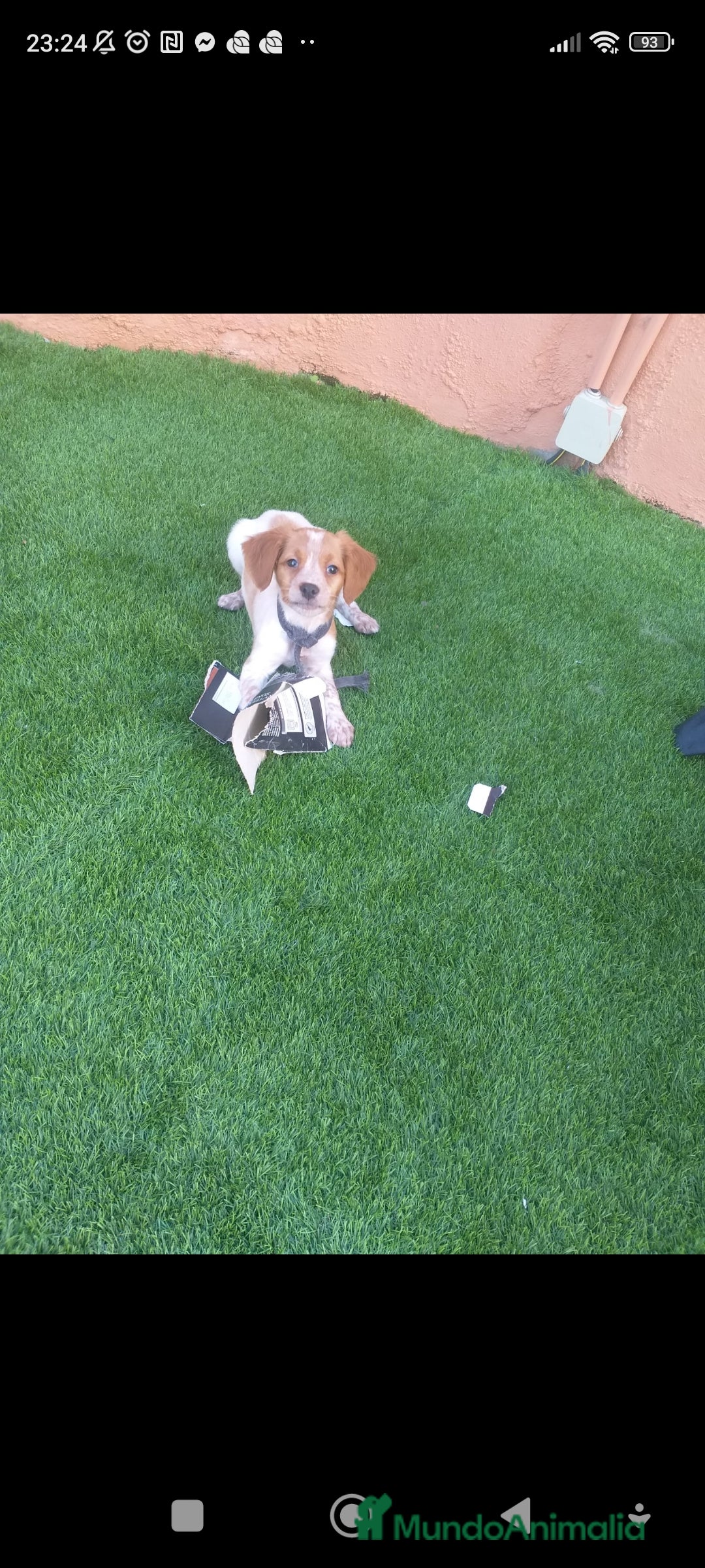 Épagneul Breton perros en venta: Cachorro Breton - Anuncio 11