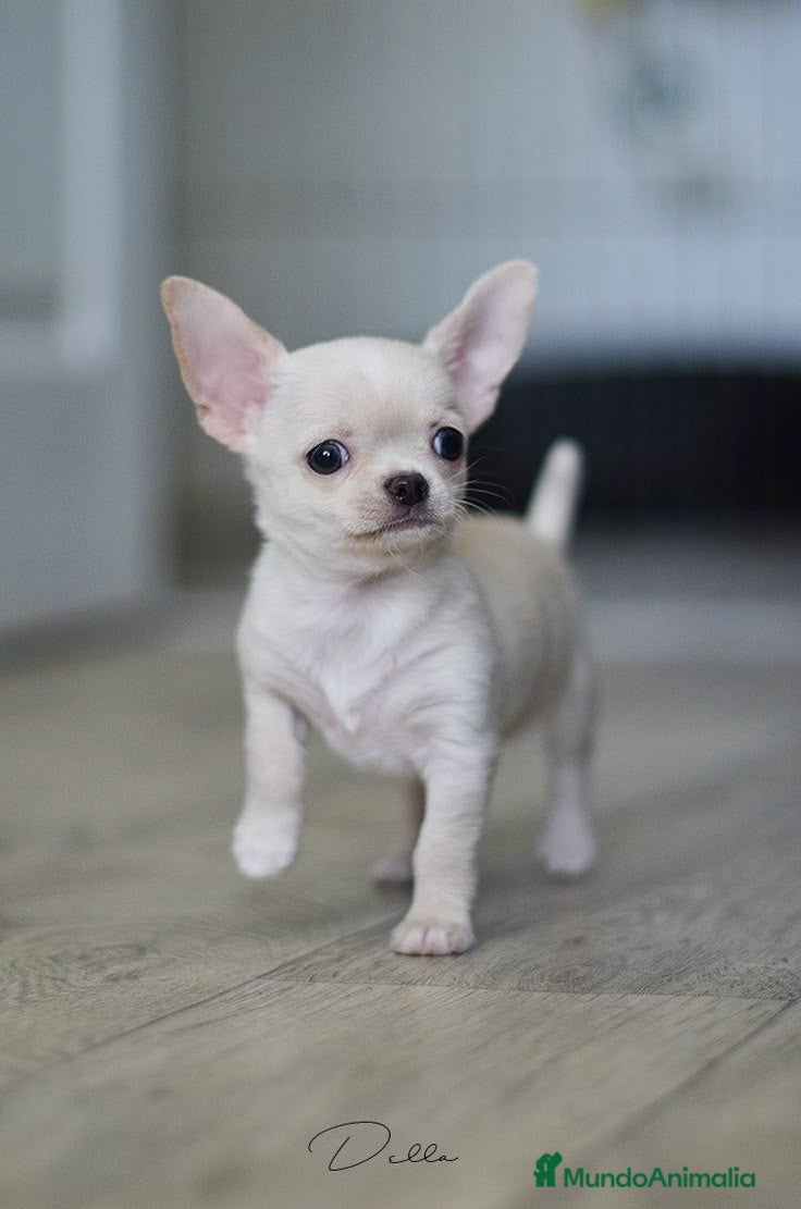 Chihuahua perros CHIHUAHUA 2.5 MESES - Anuncio 3