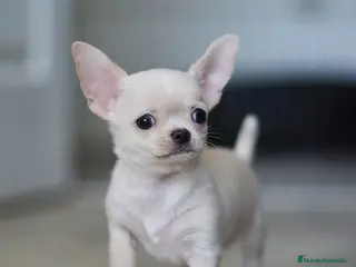 Chihuahua perros CHIHUAHUA 2.5 MESES - Anuncio 3