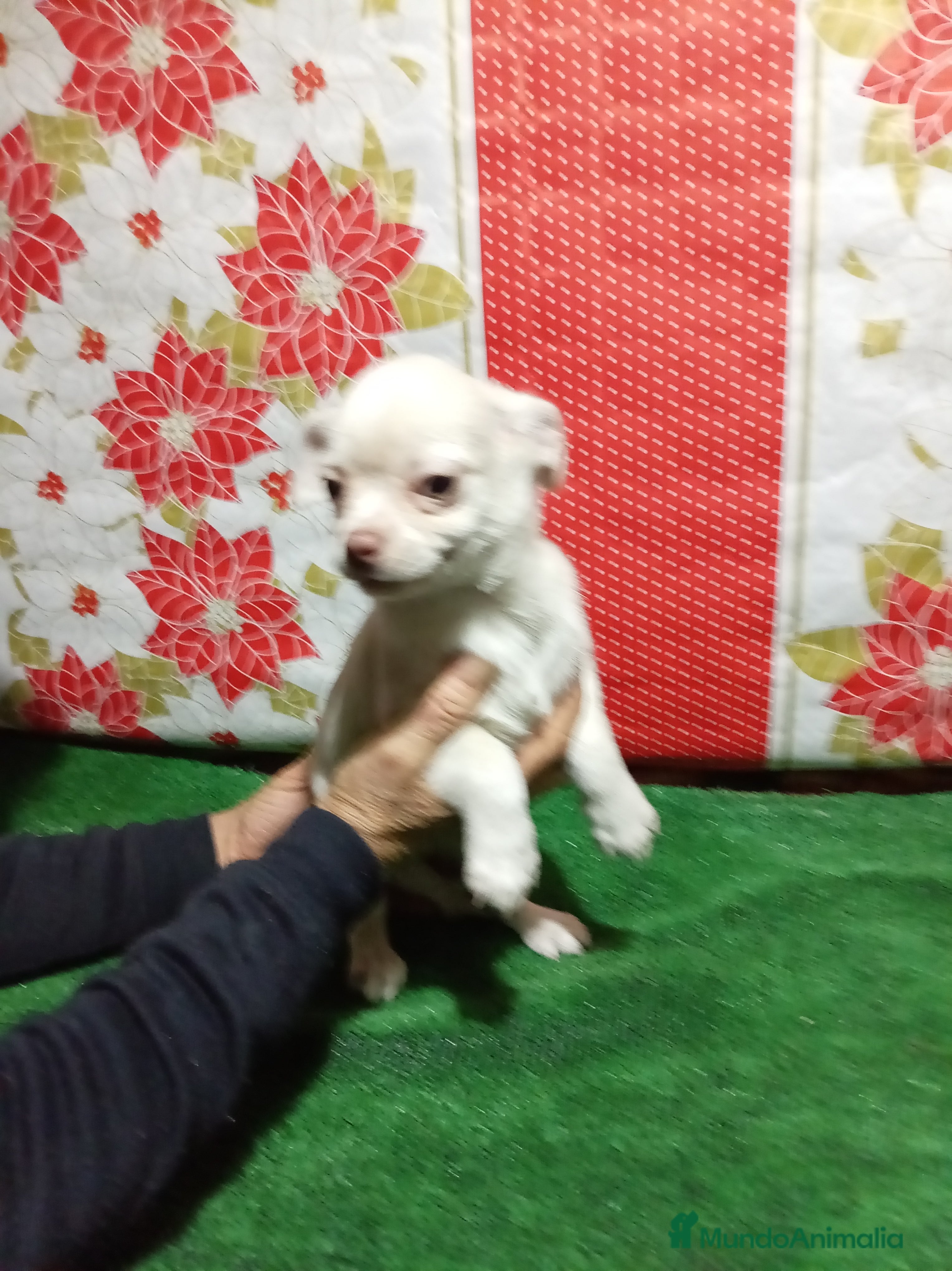 Chihuahua perros Chihuahua - Anuncio 1