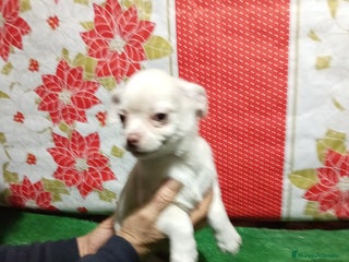 Chihuahua perros Chihuahua - Anuncio 1