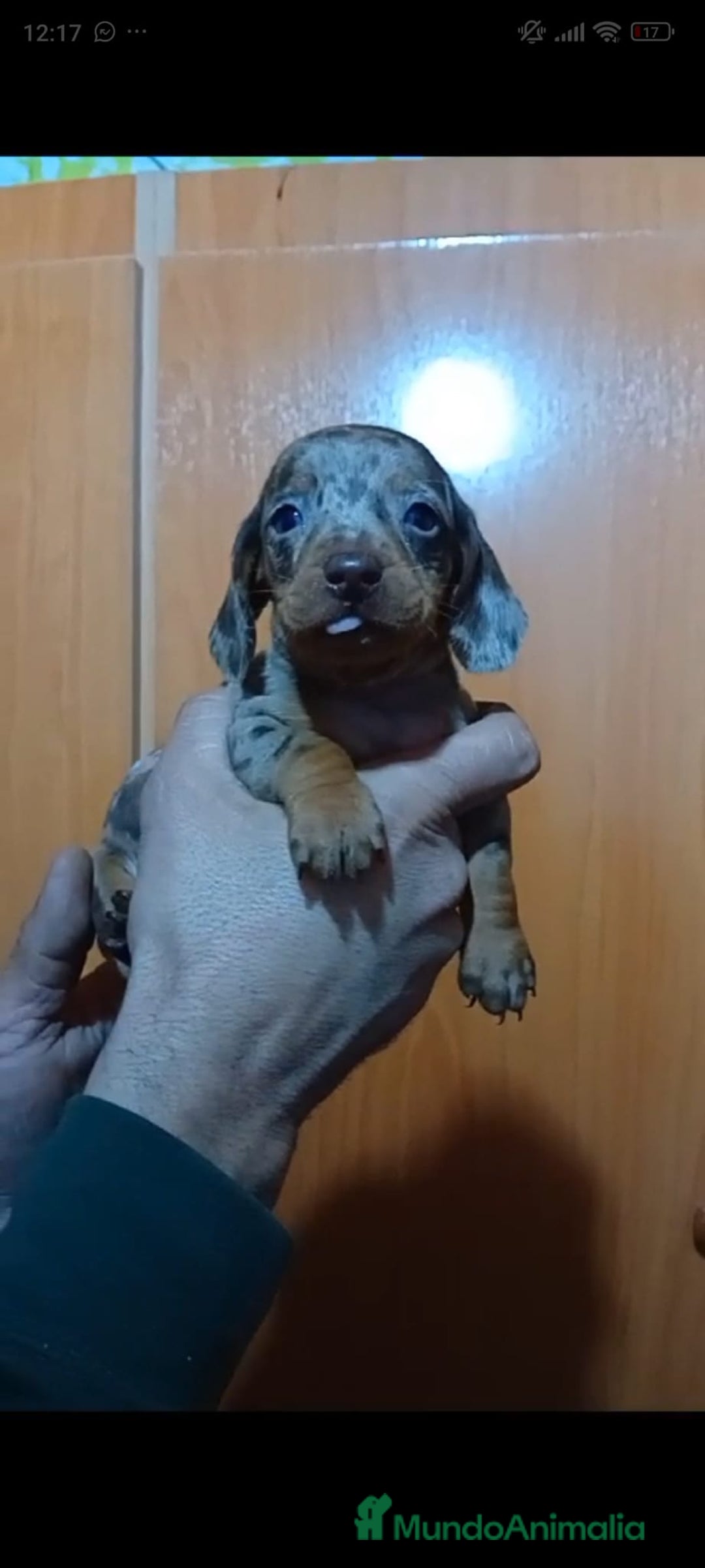 Teckel Miniatura perros en venta: Teckel mini - Anuncio 10