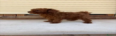 Caniche Toy 1