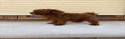 Caniche Toy perros en venta: Caniche Toy rojo intenso  - Anuncio 4