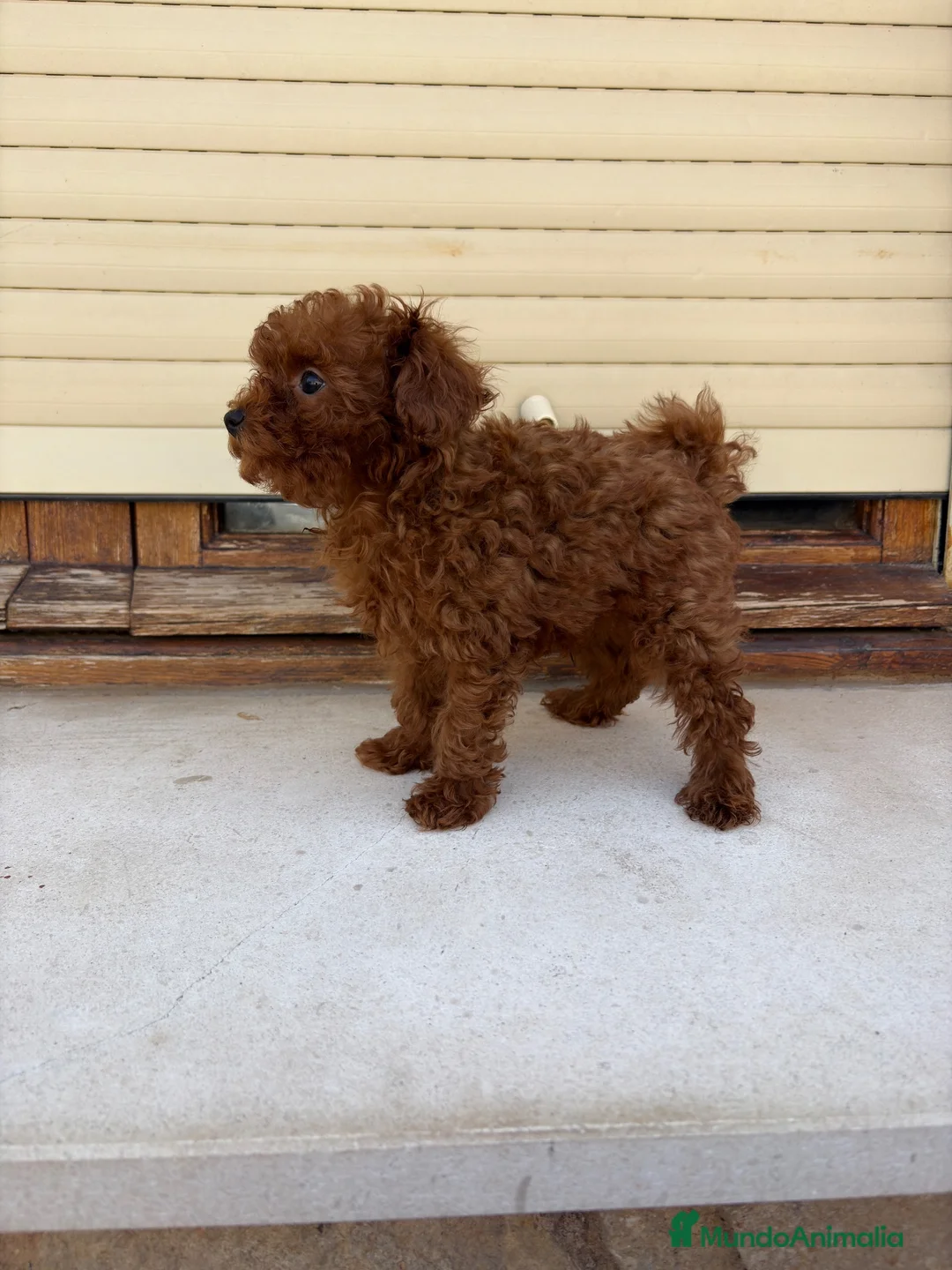 Caniche Toy perros en venta: Caniche Toy rojo intenso  - Anuncio 4