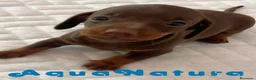 Teckel perros en venta: Teckel Hembra 6259 - AQUANATURA en Barcelona - Anuncio 9