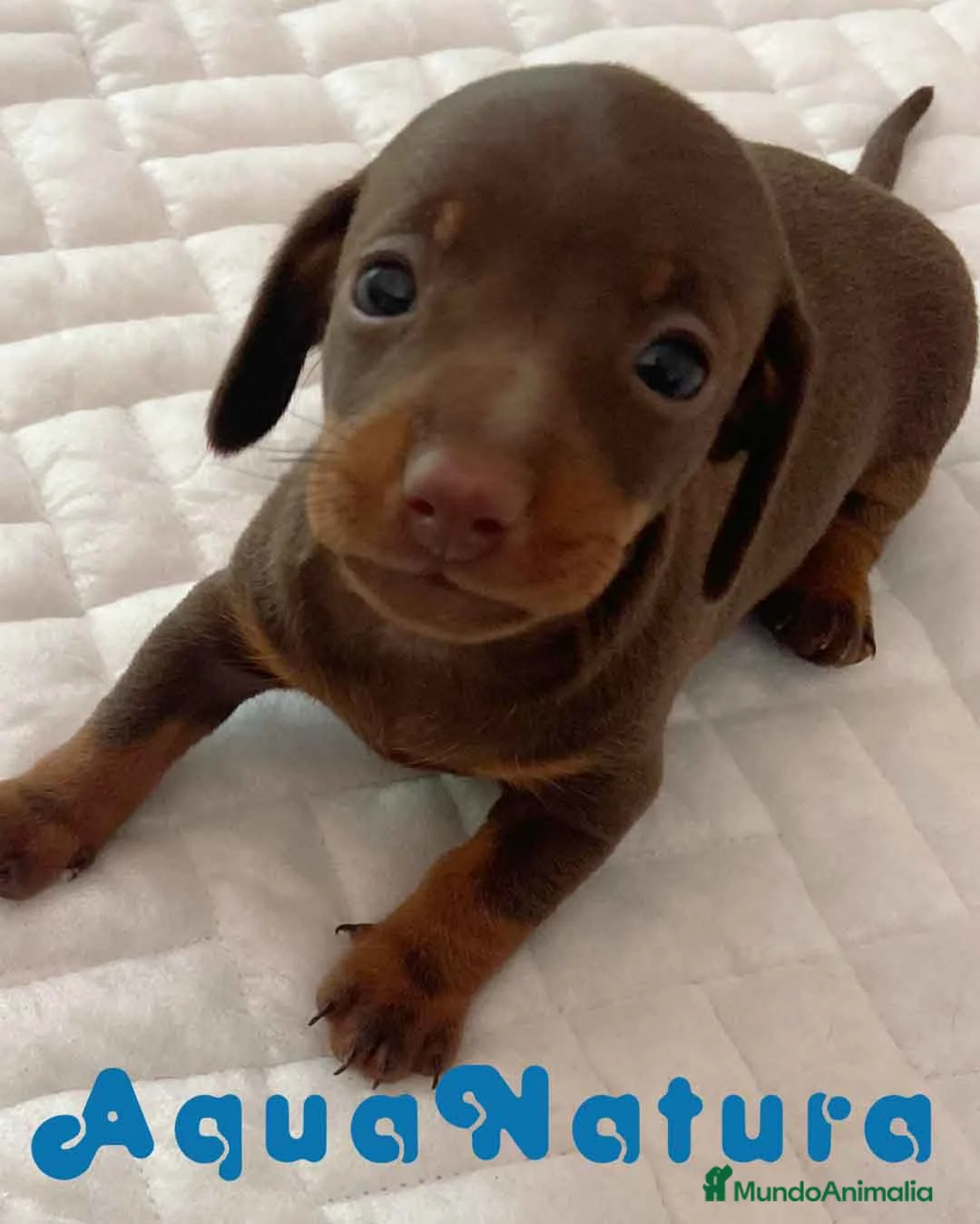 Teckel perros en venta: Teckel Hembra 6259 - AQUANATURA en Barcelona - Anuncio 9