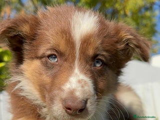 Border Collie perros BORDER COLLIE HEMBRA - Anuncio 1