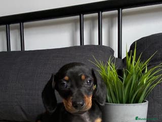 Teckel Miniatura perros CRIADERO TECKEL NEGRO FUEGO - Anuncio 18