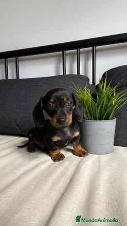 Teckel Miniatura perros CRIADERO TECKEL NEGRO FUEGO - Anuncio 15