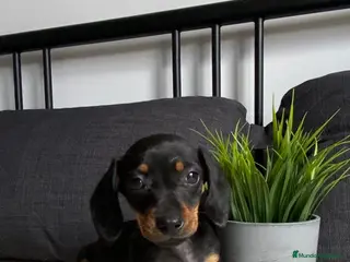 Teckel Miniatura perros CRIADERO TECKEL NEGRO FUEGO - Anuncio 15