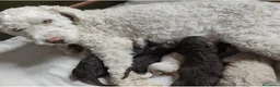 Perro de Agua Español perros en venta: Excelente último cachorrito perro de agua Español - Anuncio 5