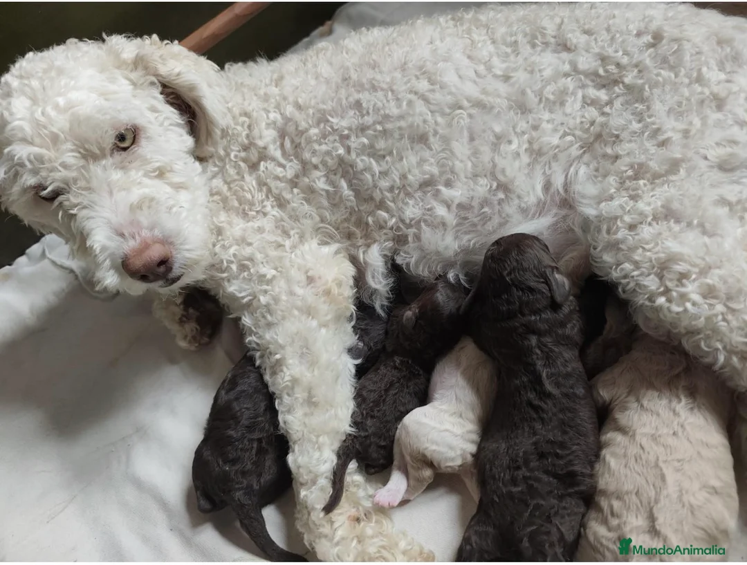 Perro de Agua Español perros en venta: Excelente último cachorrito perro de agua Español - Anuncio 5