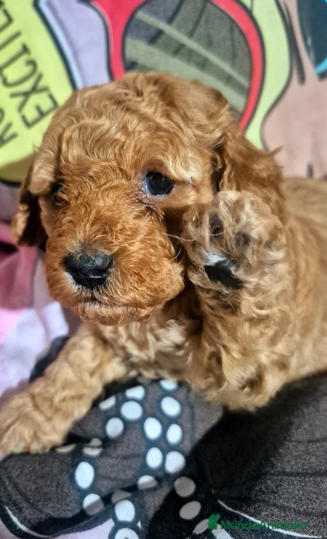 Caniche Toy perros en venta: Espectacular caniche  - Anuncio 1