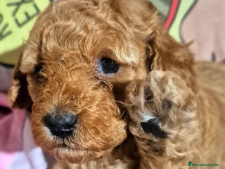 Caniche Toy perros Espectacular caniche - Anuncio 2