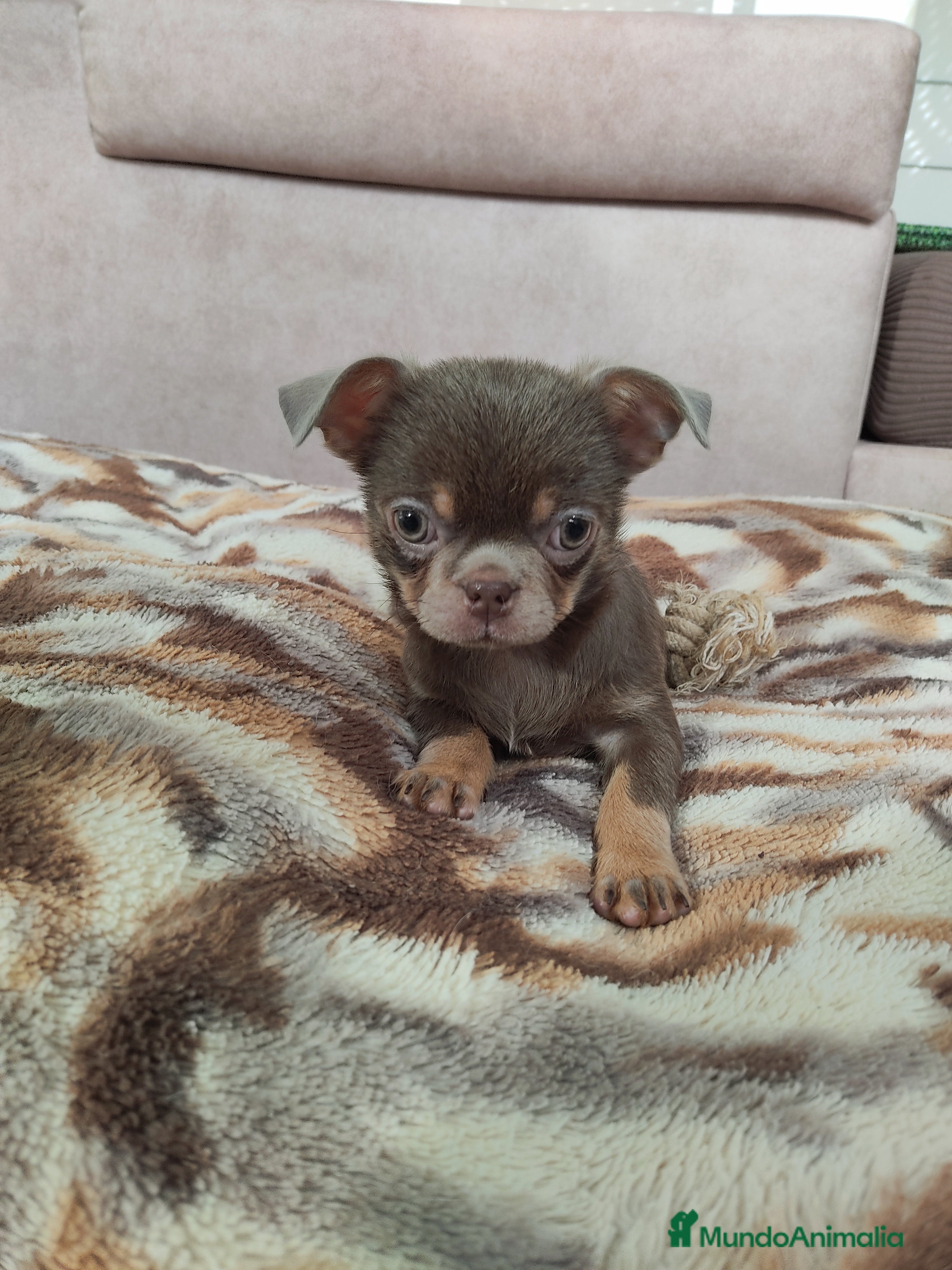 Chihuahua perros Chihuahua mini  - Anuncio 2