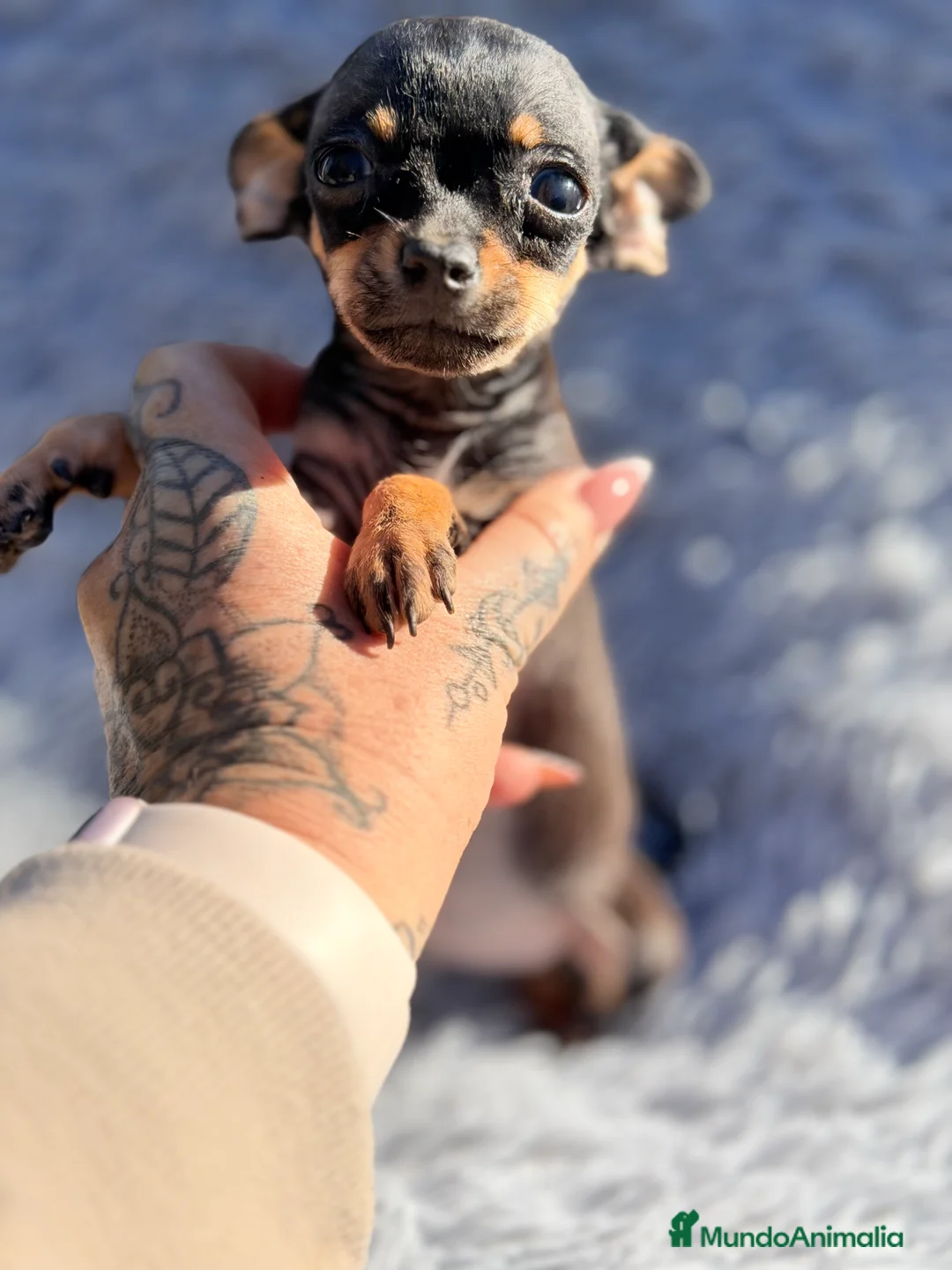 Ratón de Praga perros en venta: Ratón de Praga  - Anuncio 1