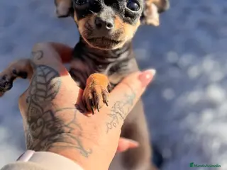 Ratón de Praga perros Ratón de Praga - Anuncio 3