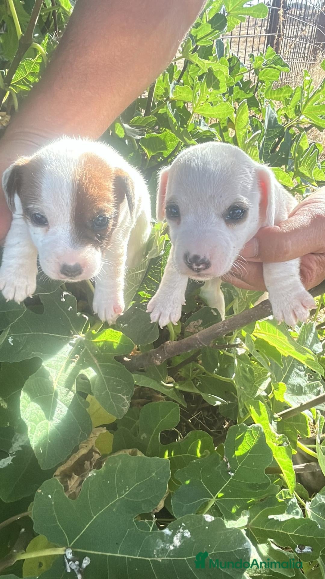 Jack Russell Terrier perros Jack Russell Terrier - Anuncio 3