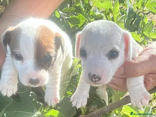 Jack Russell Terrier perros Jack Russell Terrier - Anuncio 1