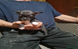 Chihuahua perros en venta: Chihuahua toy - Imagen 15