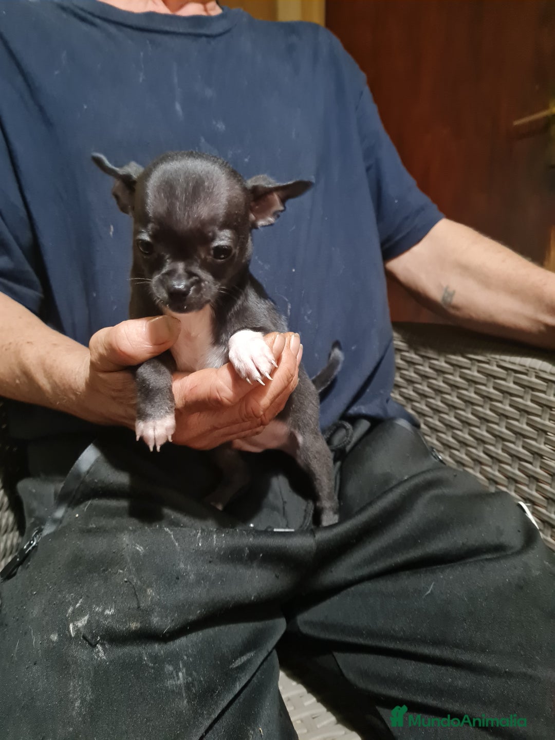 Chihuahua perros en venta: Chihuahua toy - Imagen 15